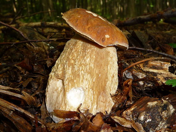 hríb dubový Boletus reticulatus Schaeff.