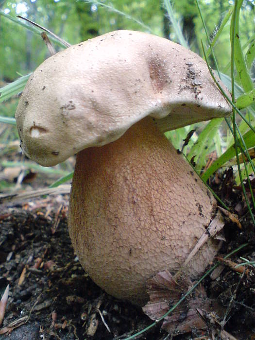 hríb dubový Boletus reticulatus Schaeff.