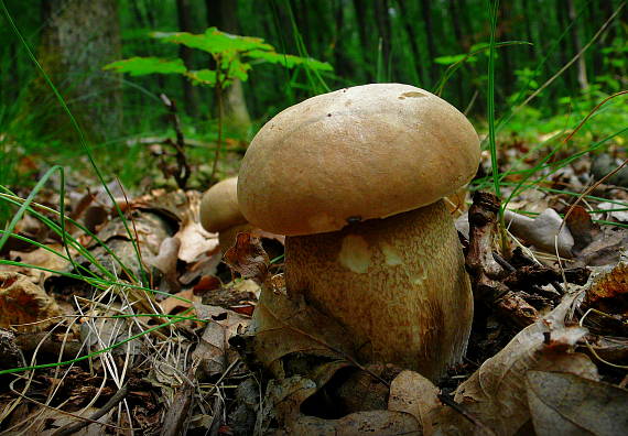 hríb dubový Boletus reticulatus Schaeff.