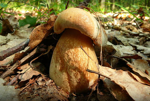 hríb dubový Boletus reticulatus Schaeff.