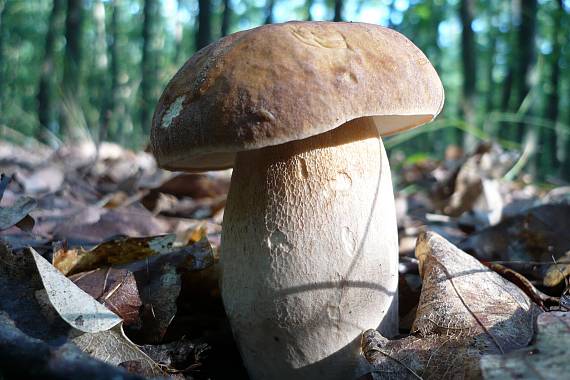 hríb dubový Boletus reticulatus Schaeff.