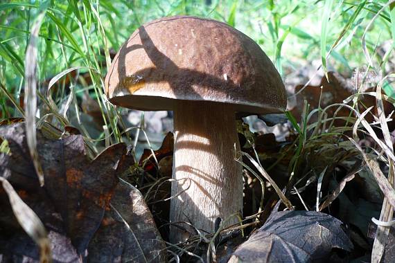 hríb dubový Boletus reticulatus Schaeff.