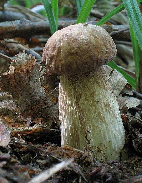 hríb dubový Boletus reticulatus Schaeff.