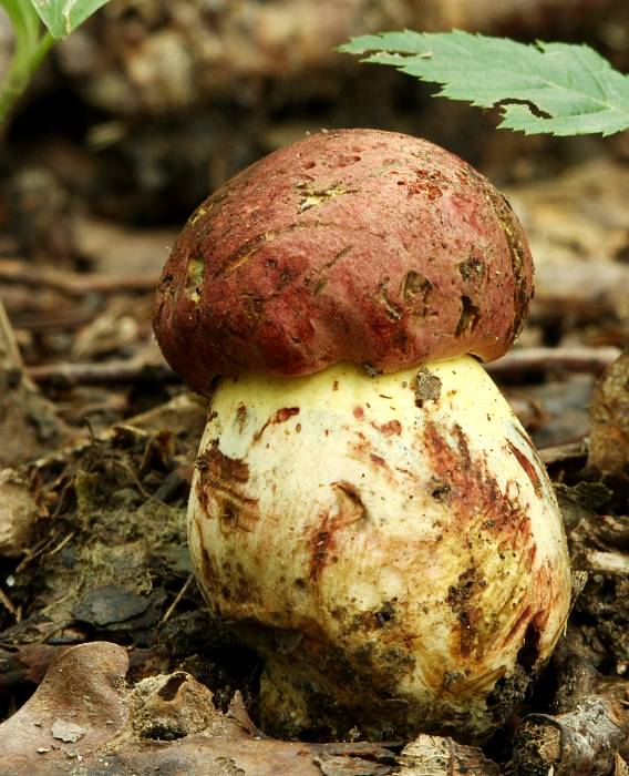 hríb kráľovský Butyriboletus regius (Krombh.) D. Arora & J.L. Frank