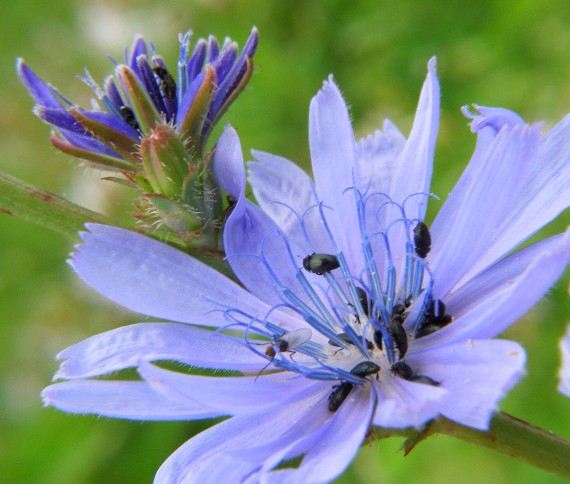 čakanka obyčajná Cichorium intybus Cichorium divaricatum Schur