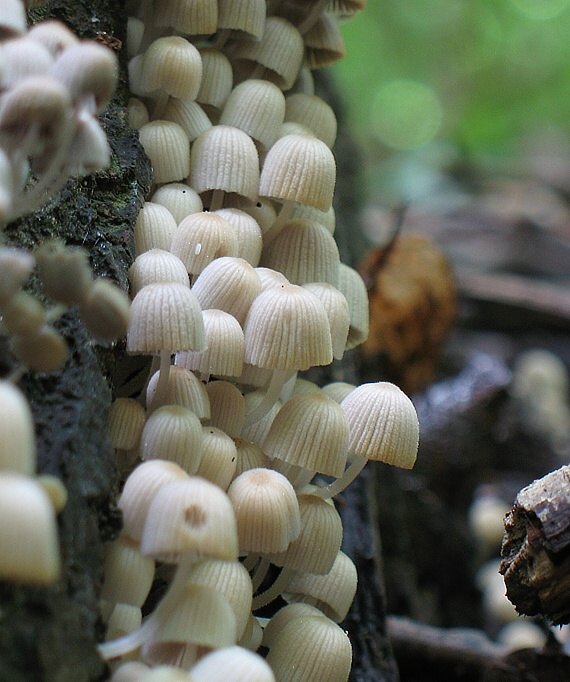 hnojník rozsiaty Coprinellus disseminatus (Pers.) J.E. Lange