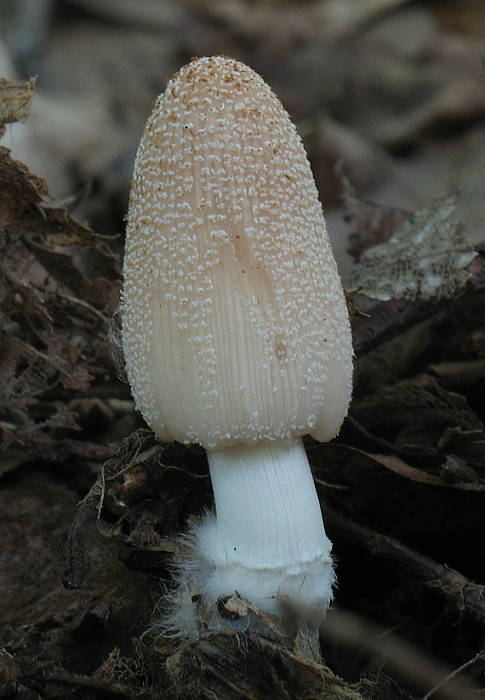 hnojník okrový Coprinellus domesticus (Bolton) Vilgalys, Hopple & Jacq. Johnson