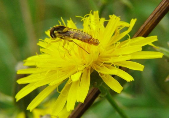 škarda dvojročná Crepis biennis L.