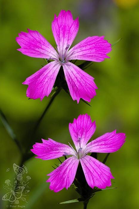 klinček kartuziánsky Dianthus carthusianorum L.