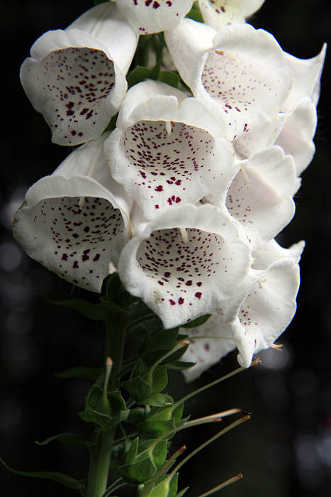 náprstník červený Digitalis purpurea L.