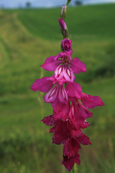 mečík škridlicovitý Gladiolus imbricatus L.