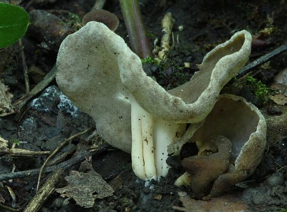 chriapač tmavý Helvella solitaria P. Karst.