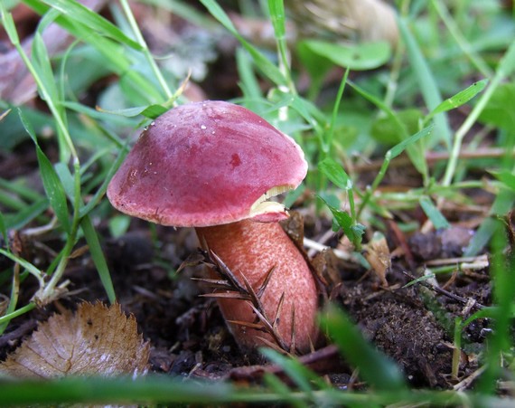 suchohríb karmínový Hortiboletus rubellus (Krombh.) Simonini, Vizzini & Gelardi