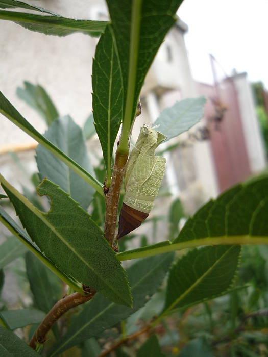 kukla Vidlochvosta ovocného Iphiclides podalirius