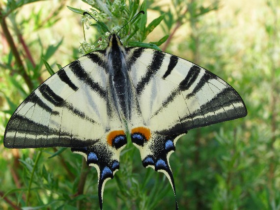 vidlochvost ovocný Iphiclides podalirius