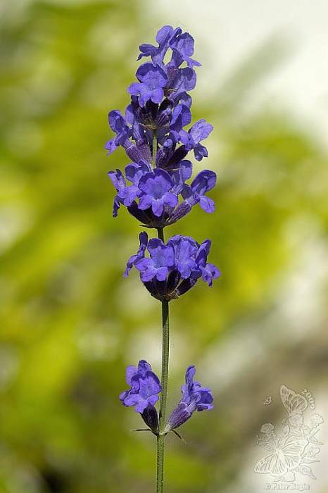 levanduľa úzkolistá Lavandula angustifolia Mill.