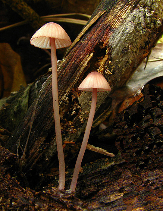 prilbička krvavá Mycena sanguinolenta (Alb. & Schwein.) P. Kumm.