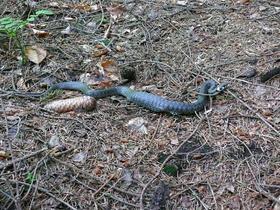 užovka obojková - užovka obyčajná Natrix natrix