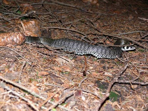 užovka obojková - užovka obyčajná Natrix natrix