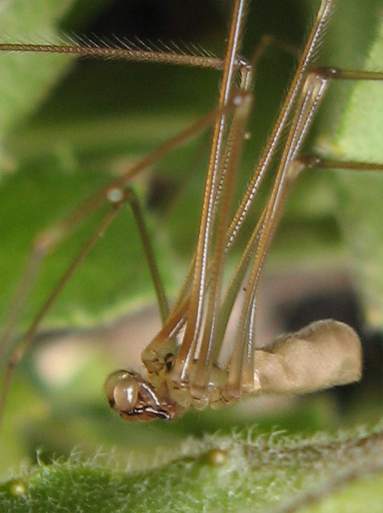 trasavka veľká Pholcus phalangioides