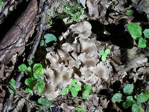 trúdnik klobúčkatý Polyporus umbellatus (Pers.) Fr.