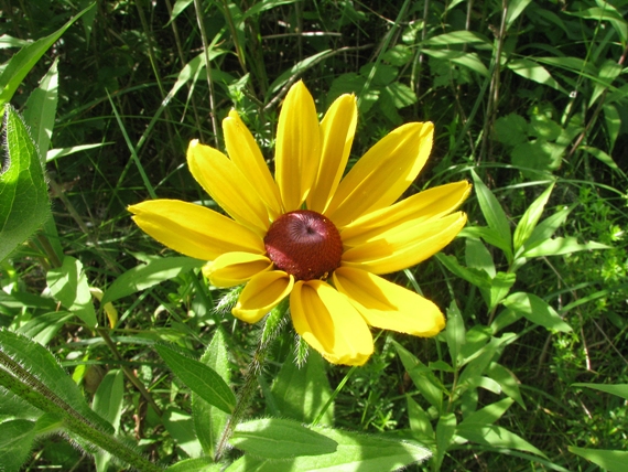 rudbekia žltá Rudbeckia sullivantii (Pers.) ex Fr.