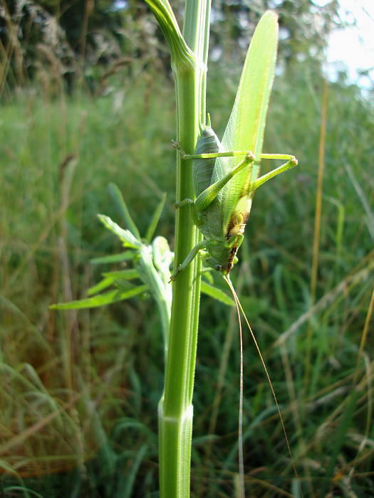 kobylka zelená Tettigonia viridissima