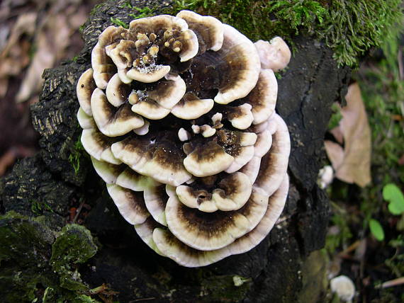 trúdnikovec pestrý Trametes versicolor (L.) Lloyd