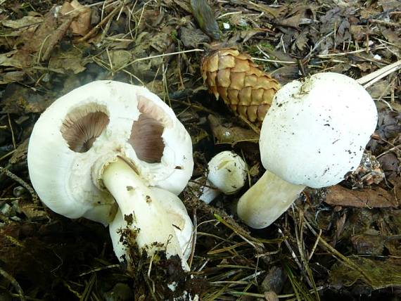 pečárka hajní - Pečiarka hájová Agaricus sylvicola (Vittad.) Peck