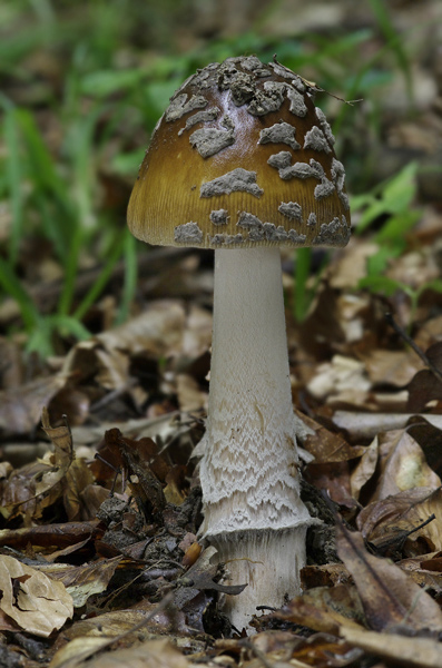 muchotrávka chrastavá Amanita ceciliae (Berk. & Broome) Bas