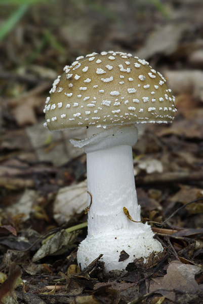 muchotrávka tigrovaná Amanita pantherina (DC.) Krombh.