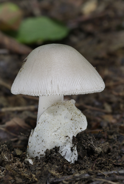 muchotrávka pošvatá biela Amanita vaginata var. alba Gillet