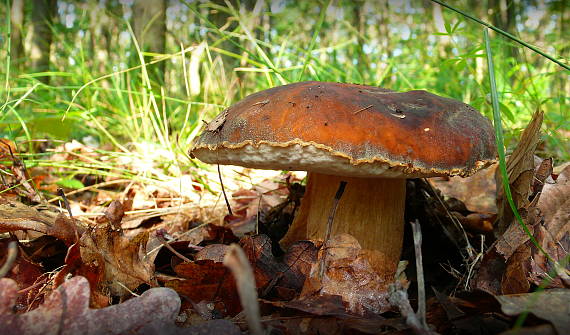 hríb bronzový Boletus aereus Bull. ex Fr.