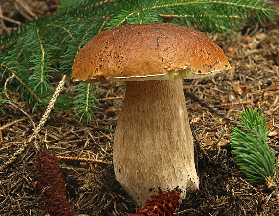 hríb smrekový Boletus edulis Bull.