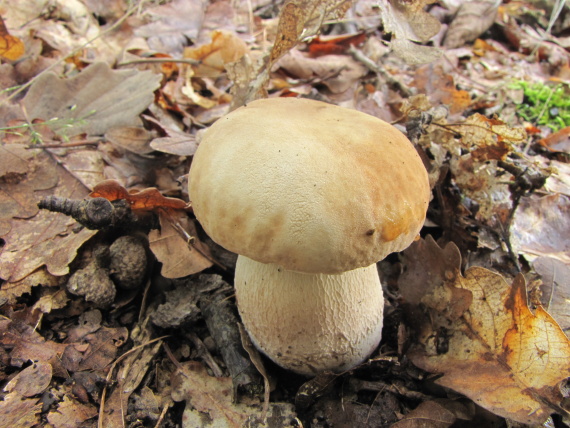 hřib dubový Boletus reticulatus  Schaeff.