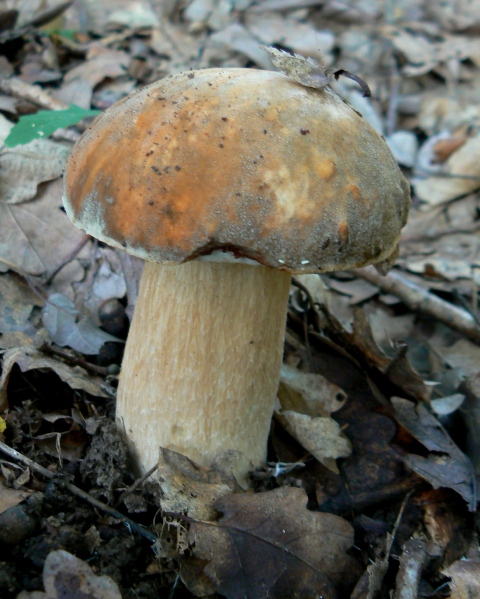 hríb dubový? Boletus reticulatus? Schaeff. ex Boud.