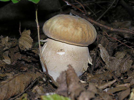 hríb dubový Boletus reticulatus Schaeff.