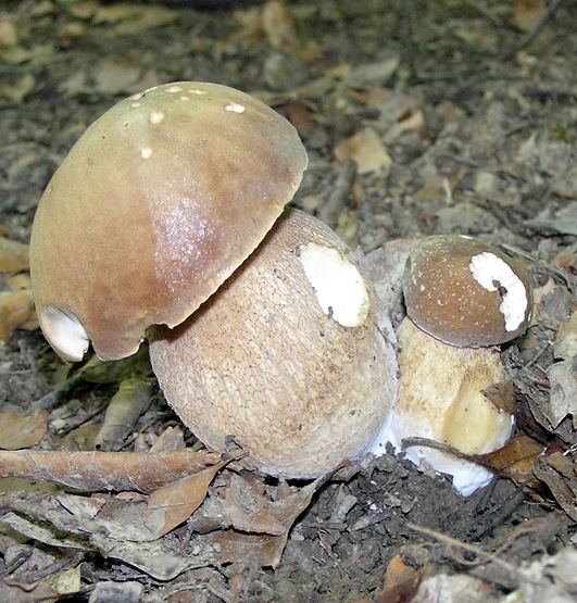 hríb dubový Boletus reticulatus Schaeff.