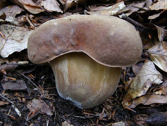 hríb dubový Boletus reticulatus Schaeff.