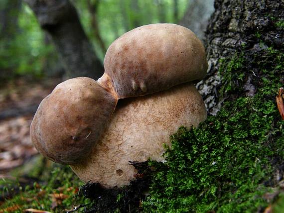 hríb dubový Boletus reticulatus Schaeff.