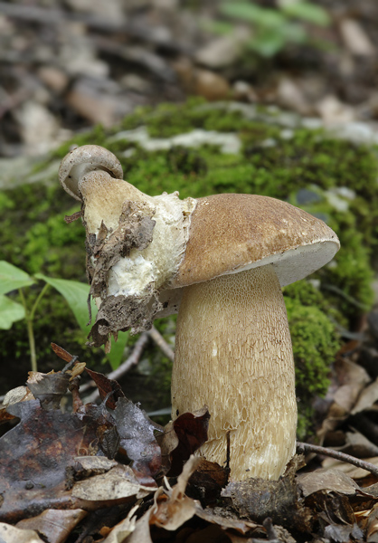 hríb dubový Boletus reticulatus Schaeff.