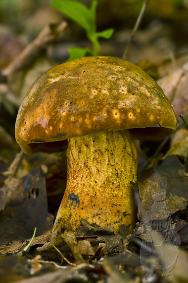 hríb Boletus sp.