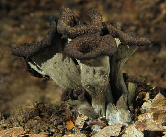 lievik trúbkovitý Craterellus cornucopioides (L.) Pers.