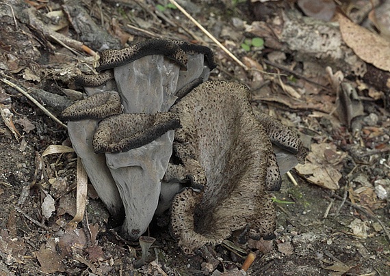 lievik trúbkovitý Craterellus cornucopioides (L.) Pers.