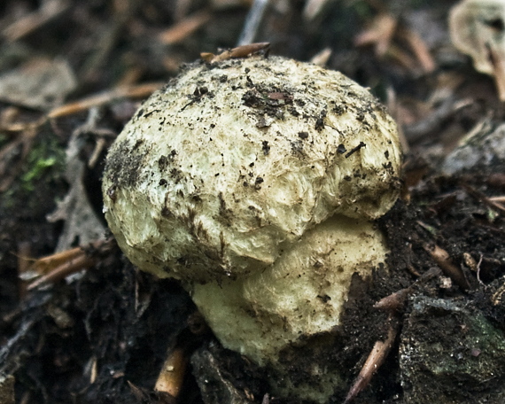 hríbnik modrejúci Gyroporus cyanescens (Bull.) Quél.