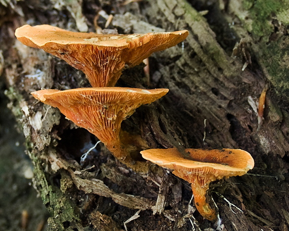 líška oranžová Hygrophoropsis aurantiaca (Wulfen) Maire