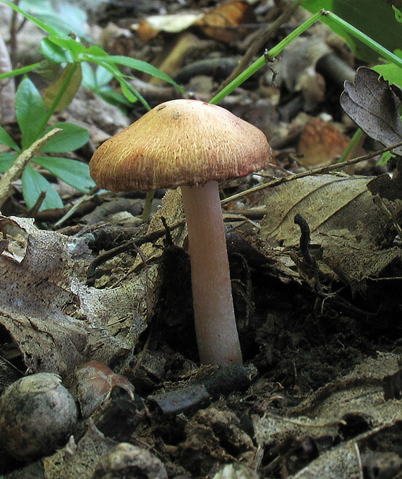 vláknica Patouillardova? Inocybe erubescens?