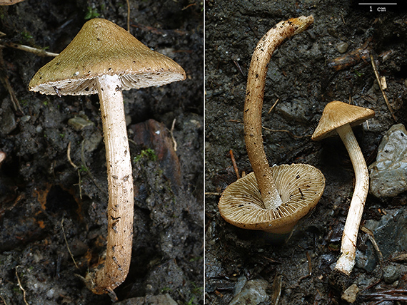 vláknica Inocybe sp.