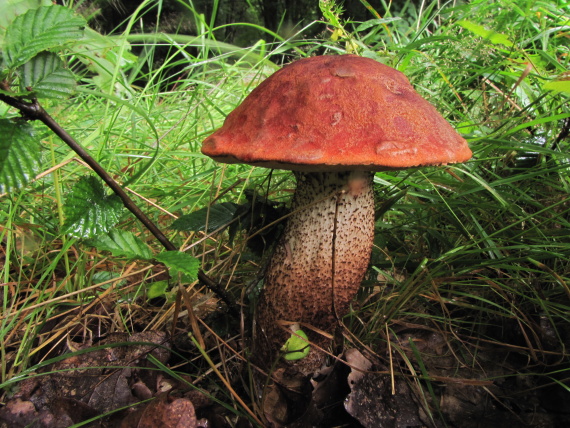 křemenáč krvavý Leccinum aurantiacum  (Bull.) Gray