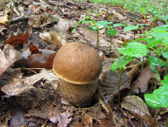 kozák habrový Leccinum pseudoscabrum  (Kallenb.) Šutara